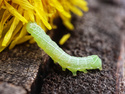 Green Caterpillar, 6 entries