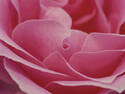 Pink Rose Macro, 6 entries
