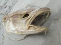 Decaying Fishy, 25 entries