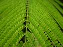 Fern Symmetry, 24 entries