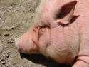 Napping Pig, 32 entries
