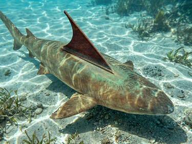 Sundial shark, 4 votes Sundial shark, 4 votes