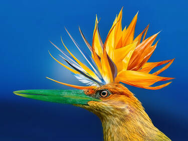 Bird of paradise, 4 votes Bird of paradise, 4 votes