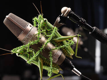 Grasshoppers, 3 votes Grasshoppers, 3 votes