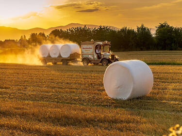 Marshmallow harvest, 4 votes Marshmallow harvest, 4 votes