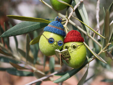 The book of olive oil, 5 votes The book of olive oil, 5 votes