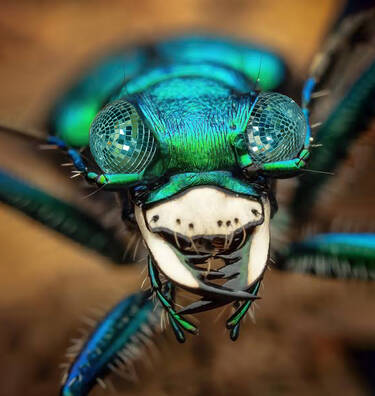 Disco beetle, 2 votes Disco beetle, 2 votes