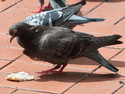 Pigeon, 6 entries